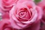 flower, roses, plant, pink rose, pink flower, bloom, blossom, flowering plant, ornamental plant, flora, nature, garden, beautiful flowers, closeup, flower, roses, flower wallpaper, flower background, roses, roses, roses, roses, pink rose, pink rose, pink rose, pink rose, pink rose, pink flower, pink flower