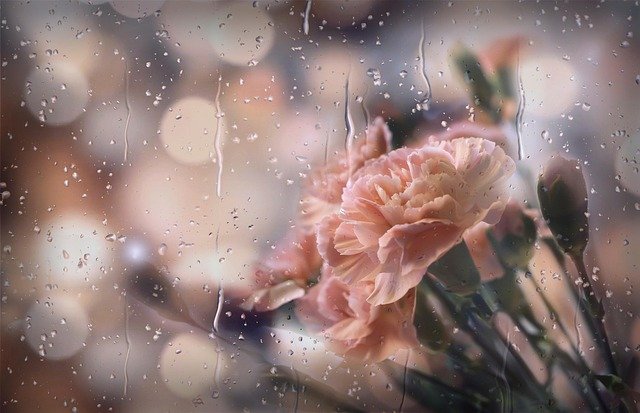 flowers, rain, petals, buds, droplets, beautiful flowers, bokeh, pink, macro, rain, rain, flower wallpaper, nature, flower background, rain, rain, rain