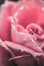 A delicate pink rose with morning dew captured in a stunning macro shot, showcasing nature's beauty.