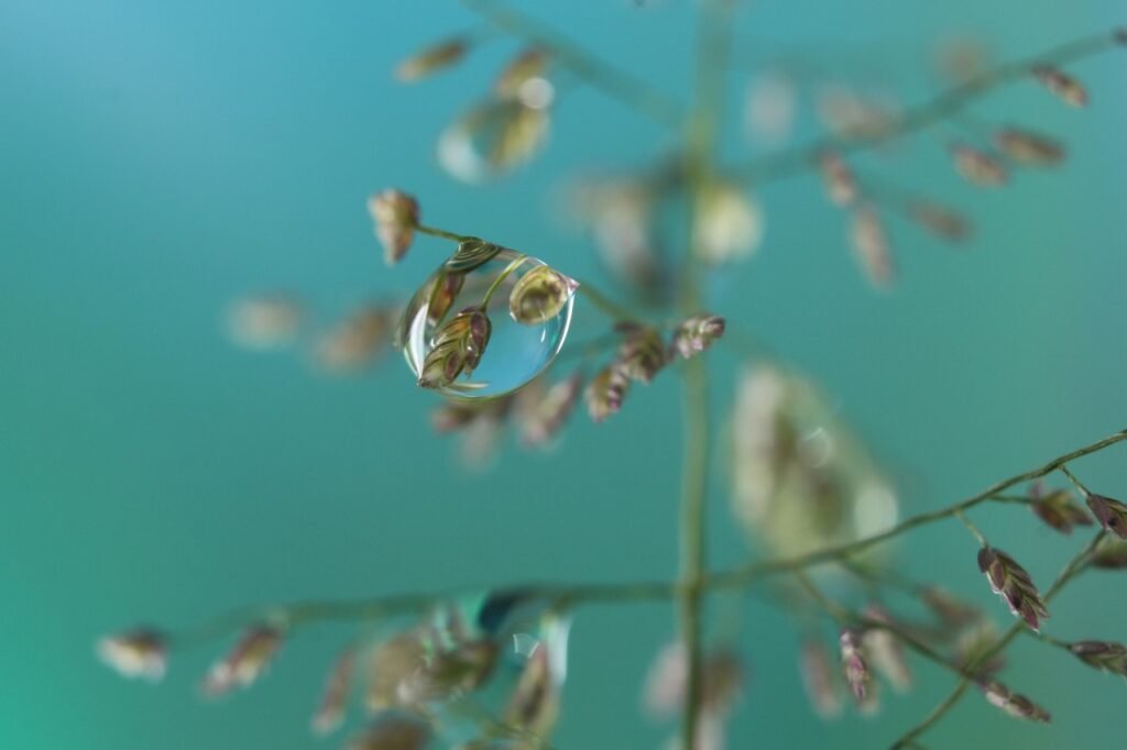 tree, macro, beautiful flowers, natural, flower, photography, imagination, open, leaf, flower background, blossom, garden, beauty, bloom, flower wallpaper, nature, purple, plant, beautiful, develop, bright, blue, water droplets, water, beauty, beauty, beautiful, beautiful, beautiful, beautiful, beautiful, water